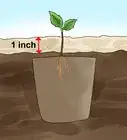 Plant Apple Seeds