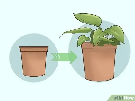 Image titled Grow Philodendron Step 13