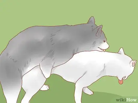 Image titled Encourage Dogs to Mate Naturally Step 12