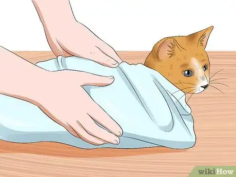 Image titled Give a Cat an Enema at Home Step 8