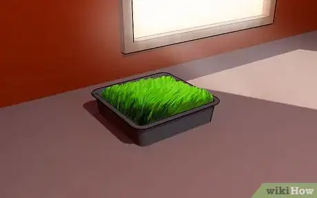 Image titled Grow Wheatgrass at Home Step 7