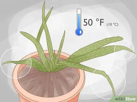 Image titled Why Does Your Aloe Plant Not Stand Up Step 3