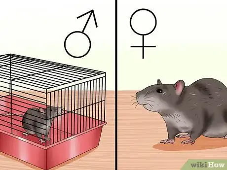 Image titled Sex a Rat from Birth Step 4