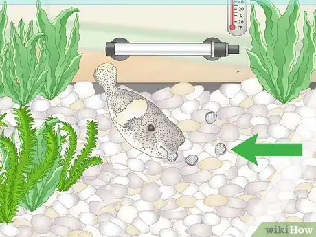 Image titled Purchase and Care for a Puffer Fish Step 13