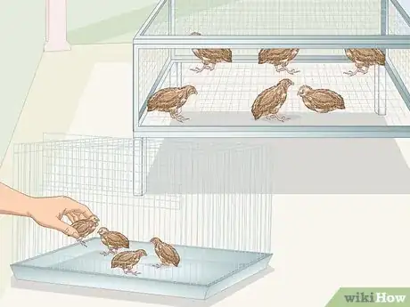 Image titled Know if Your Quail Is Sick Step 26