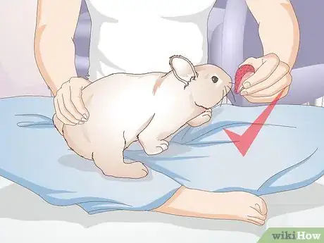 Image titled Teach a Rabbit Not to Chew Furniture Step 20