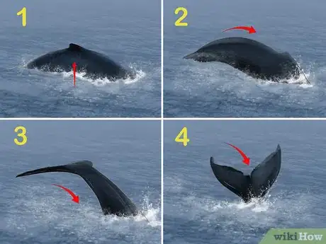 Image titled Identify Whales Step 11