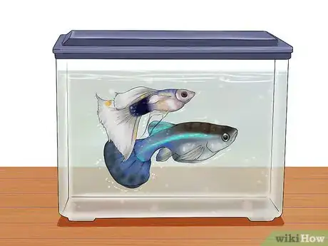 Image titled Find Out if Your Guppy Is Pregnant Step 8