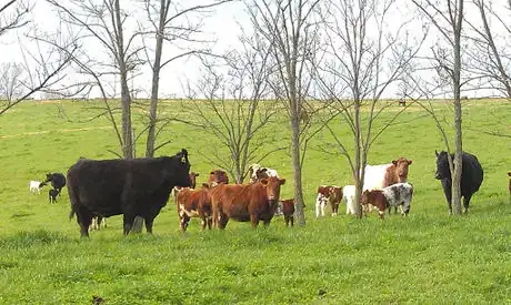 Image titled Cattle in the Pasture