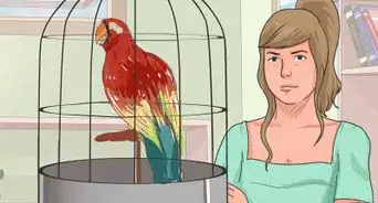 Teach Your Bird to Talk
