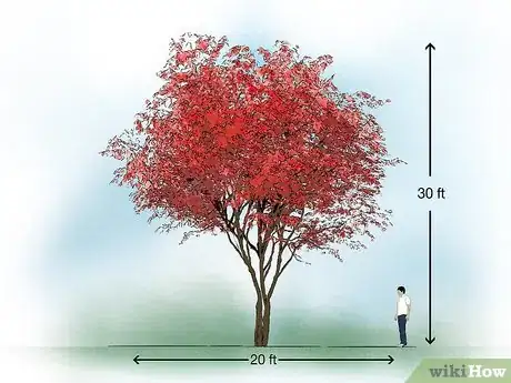 Image titled Identify Common Species of Maple Trees Step 2