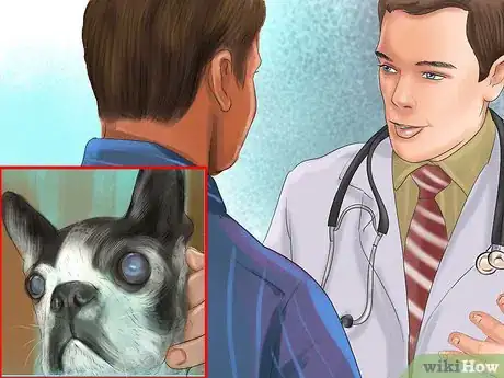 Image titled Diagnose Eye Problems in Boston Terriers Step 6