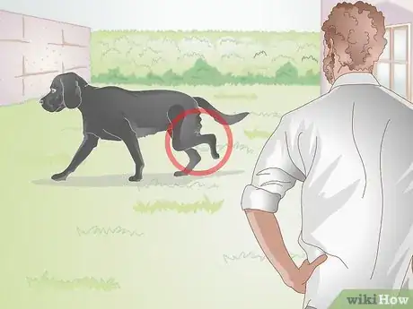 Image titled Take Care of an Injured Dog Step 1