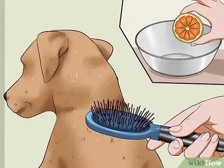 Image titled Kill Fleas on Dogs Step 10