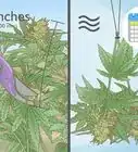 Grow Cannabis Outdoors