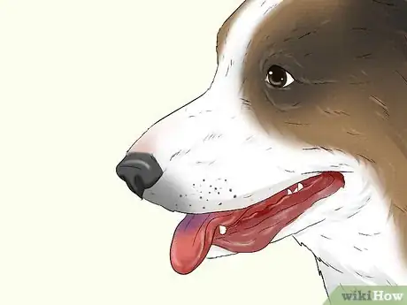 Image titled Identify a Cardigan Welsh Corgi Step 4