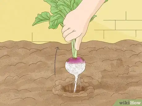 Image titled Harvest Turnips Step 10