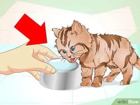 Image titled Get a Sick Kitten to Eat Step 6