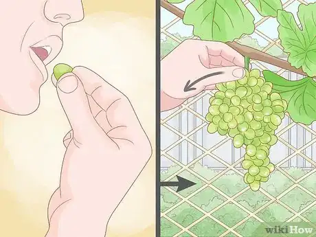 Image titled Grow Grape Vines Step 13