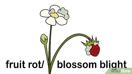Image titled Identify and Treat Strawberry Diseases Step 4