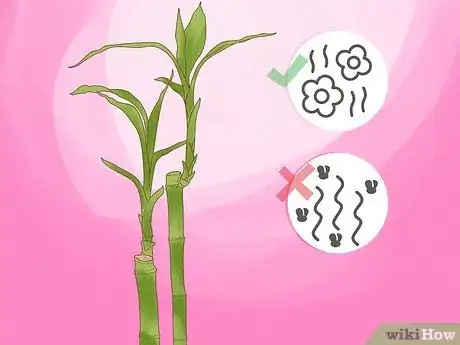 Image titled Take Care of Lucky Bamboo Step 14