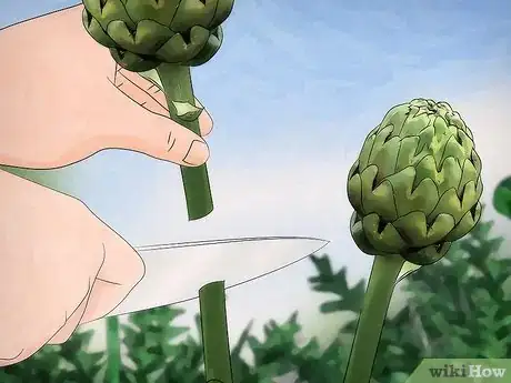 Image titled Grow Artichokes Step 11