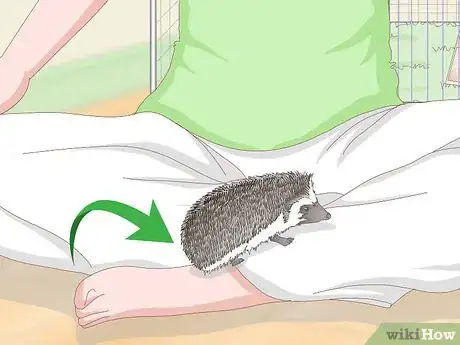 Image titled Carry a Hedgehog Step 6