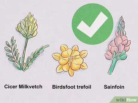 Image titled Treat and Prevent Bloat in Cattle Step 24