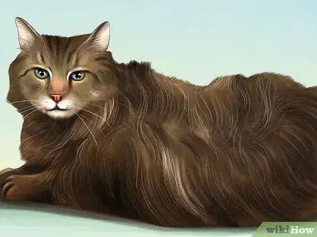 Image titled Diagnose and Treat Seborrhea in Cats Step 1