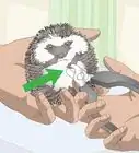 Bathe a Pet Hedgehog