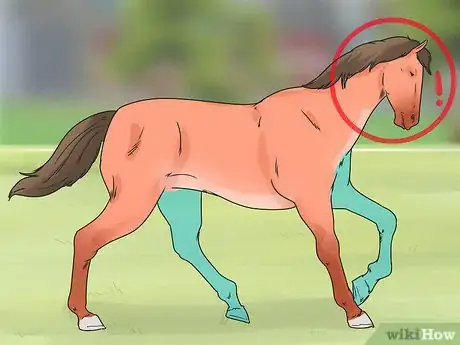 Image titled Ease Your Horse's Sore Hooves After Trimming Step 7