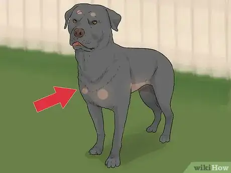 Image titled Tell if a Dog Is Going to Attack Step 2