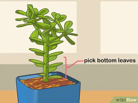 Image titled Propagate Succulents from Leaves Step 1