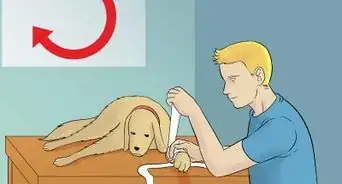 Treat a Torn Toenail on a Dog
