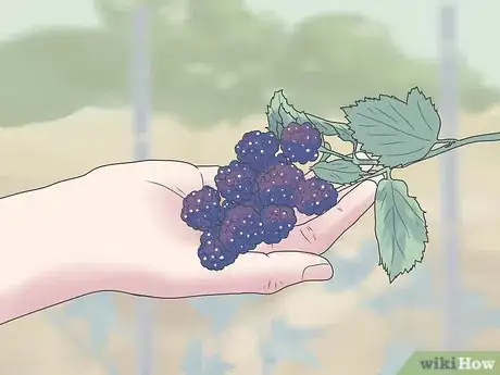 Image titled Grow Blackberries Step 15