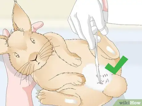 Image titled Determine Whether to Have Your Rabbit Neutered Step 13