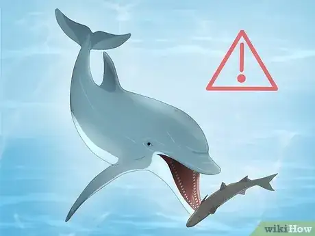 Image titled Why Do Dolphins Follow Boats Step 13