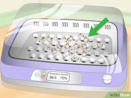 Image titled Hatch Quail Chicks Step 12