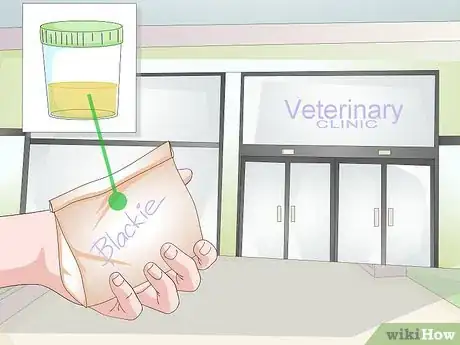 Image titled Get a Urine Sample from a Male Dog Step 8