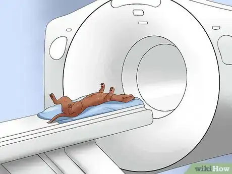 Image titled Diagnose Back Problems in Dachshunds Step 7