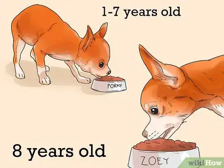 Image titled Feed Chihuahua Dogs Step 10