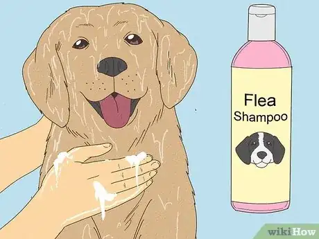 Image titled Treat Flea Bites on Dogs Step 7