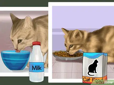 Image titled Help Your Cat Who Had a Miscarriage Step 10