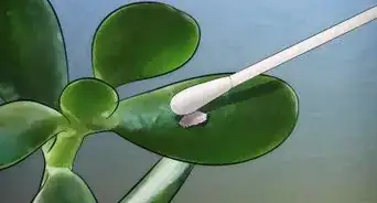 Grow a Jade Plant