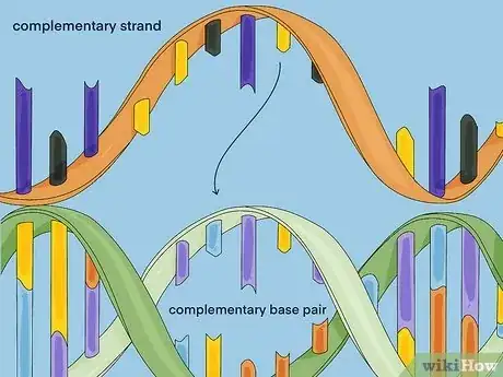 Image titled Determine Genotype Step 9