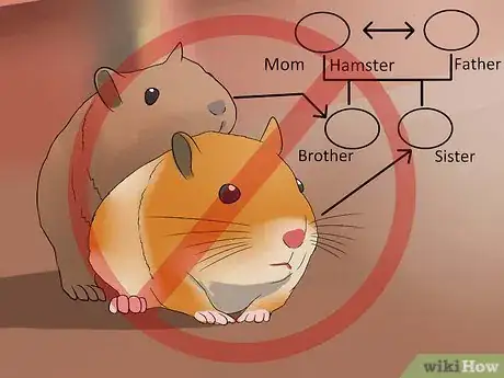 Image titled Breed Syrian Hamsters Step 3