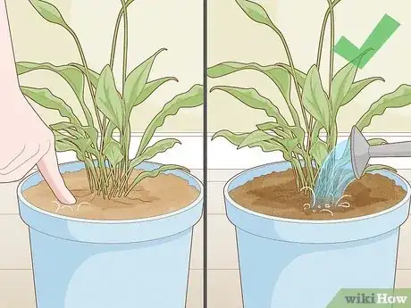 Image titled Get Rid of Gnats in Houseplants Step 9