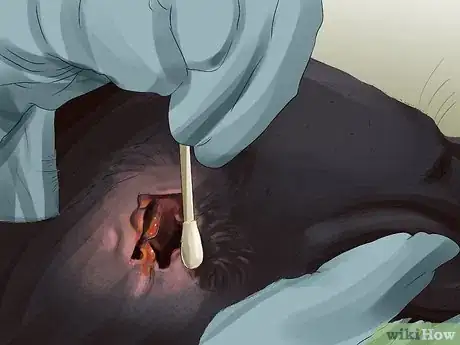 Image titled Diagnose Canine Ear Infections Step 10