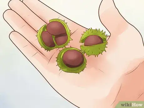 Image titled Play Conkers Step 12