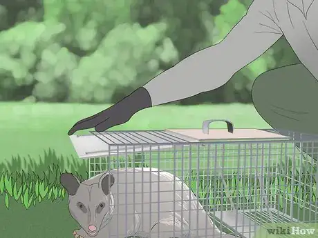 Image titled Trap a Possum Step 9